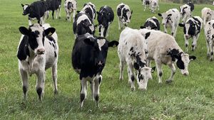 black and white cows in field